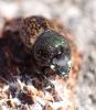 Onthophagus similis